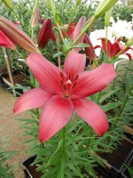 [4042 Cigalon No202.JPG]